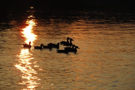 ducks_watersun_IMG_1652.jpg